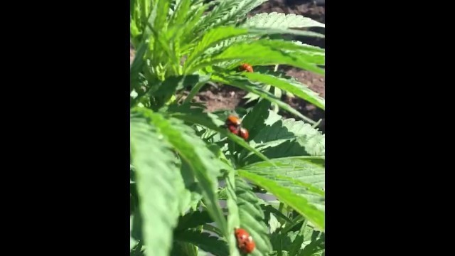 Lady on Ladybug Orgy