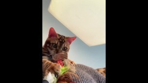 2 Tigers Playing with their Owner